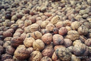 Letos se urodilo hodně ořechů! Ale je mezi nimi i jeden divnej kousek... There’s a big nut harvest this year! But there’s...