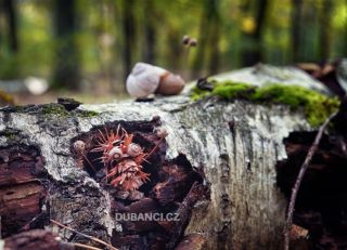 Houby už v lese moc nejsou, ale zato se tam objevují prapodivné potvůrky... There aren’t many mushrooms left in the...