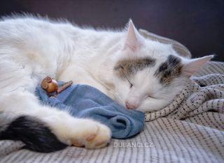 Dnes je Den ponožek - oslavují se páry ponožek, které zůstávají pohromadě - u nás se jich tedy většina rozešla :(. Today...