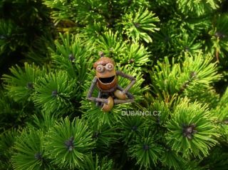 Jaké předsevzetí si dáváte do nového roku? What’s your New Year’s resolution?